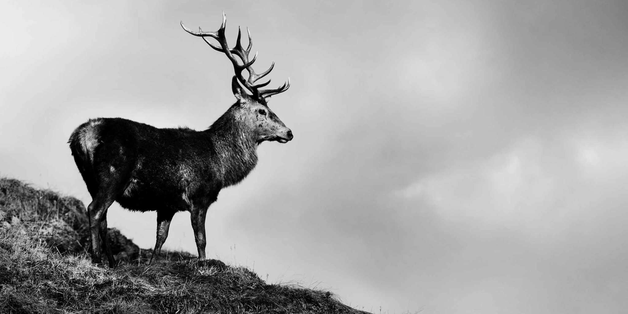 Highland stag perched on hillside - black and white photograph by Mark Davison
