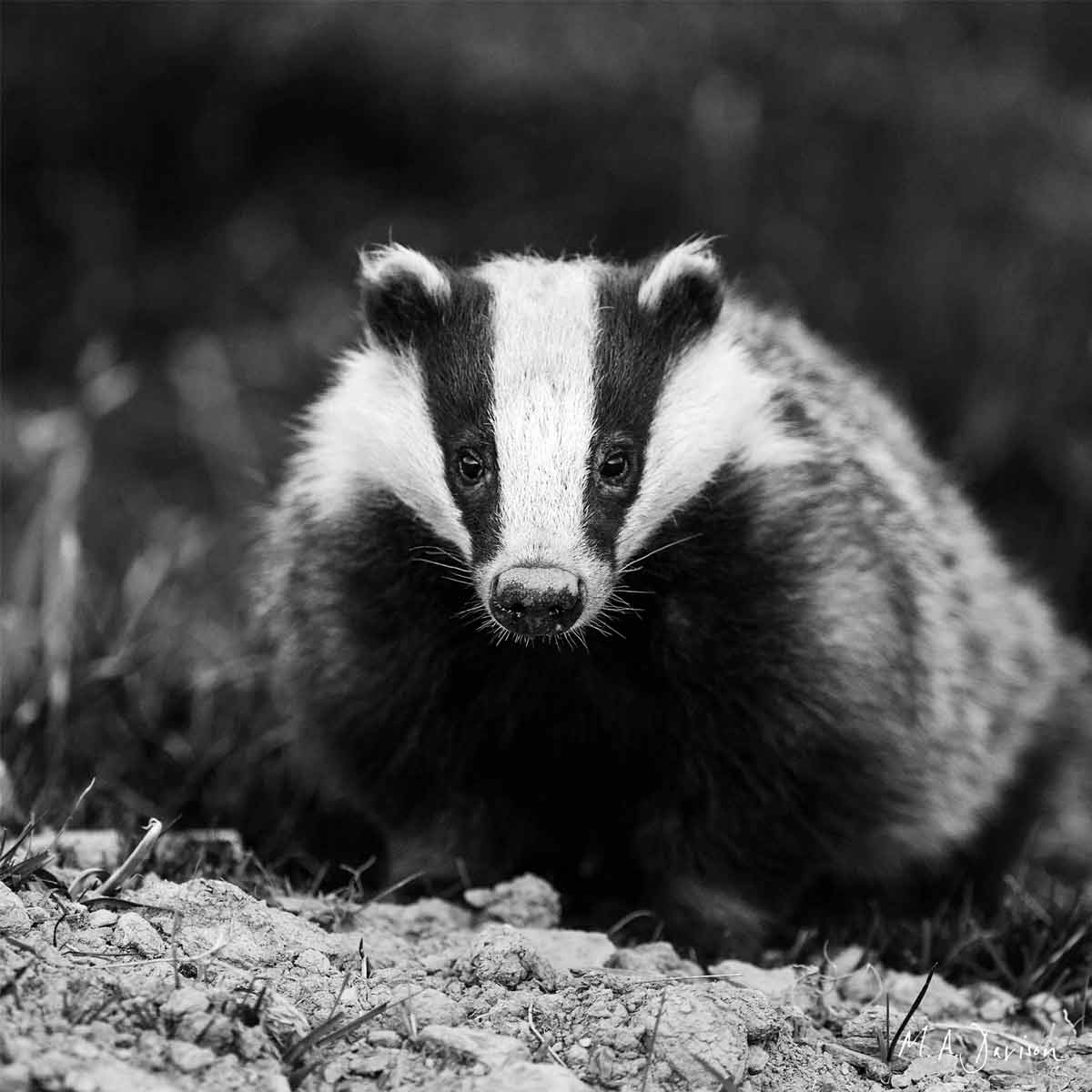 Badger Portrait in Black and White - Print