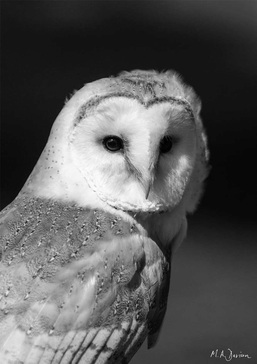 Barn Owl Portrait in Black and White