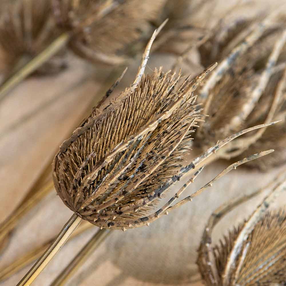 Artificial Brown Teasel Spray