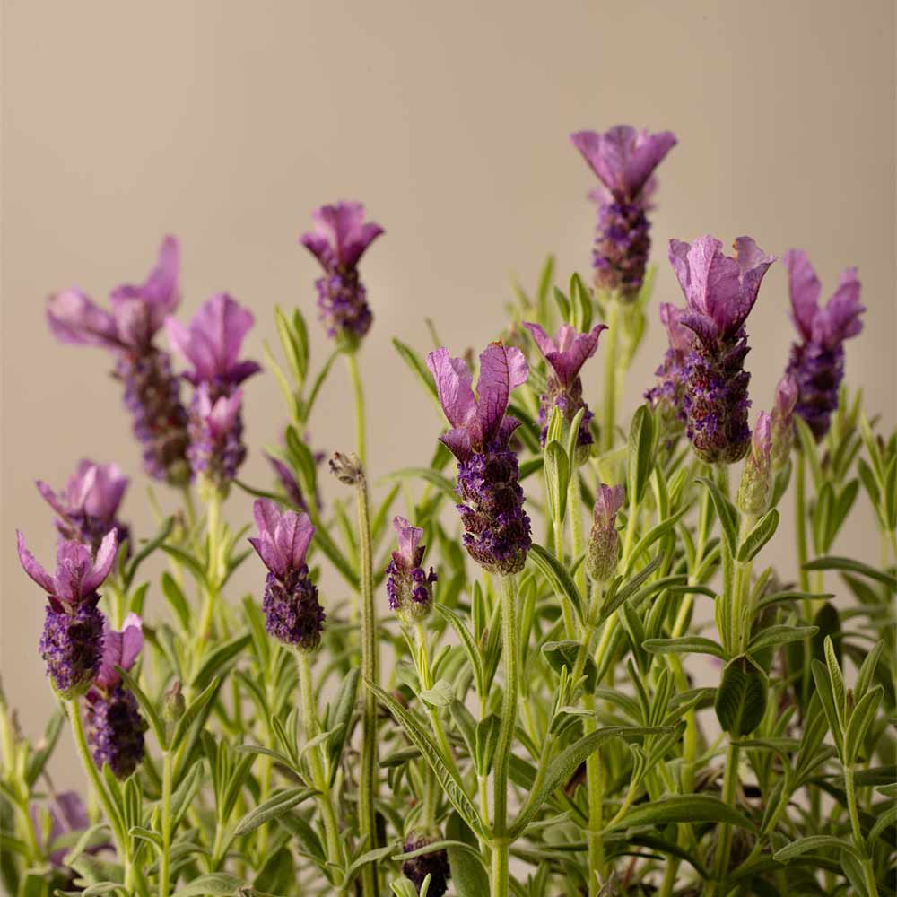 Room Spray - Lavender, Geranium and Ylang Ylang