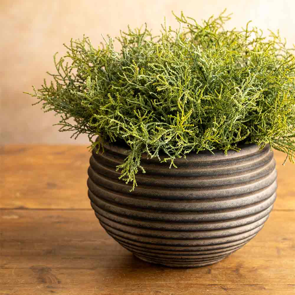 Coral Plant in Twizell Black Pot