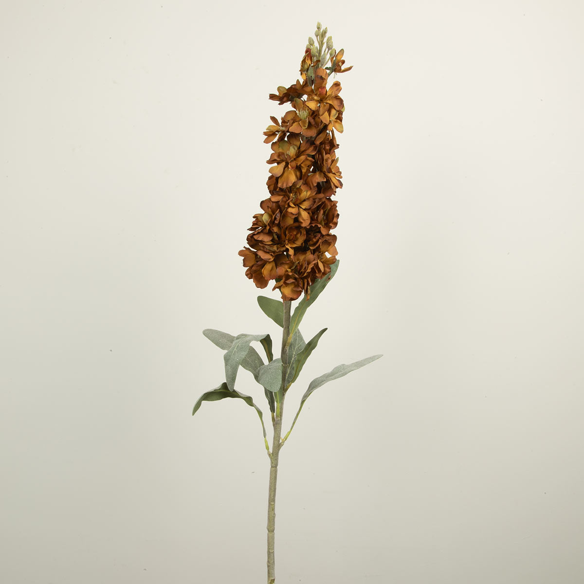 Delphinium Autumn Stem