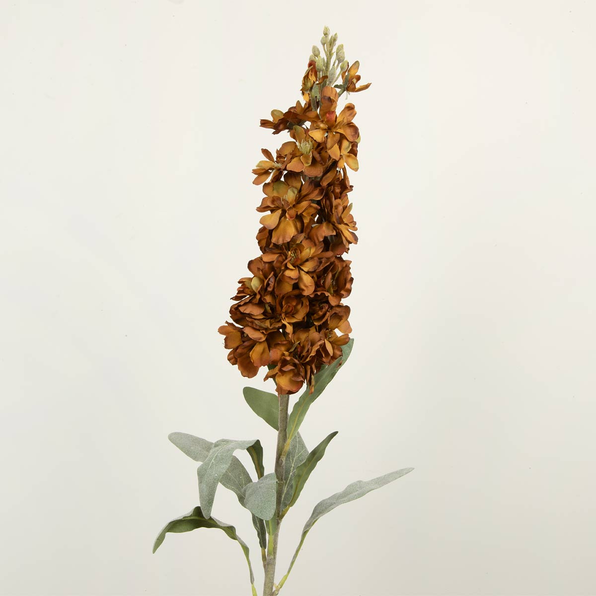 Delphinium Autumn Stem