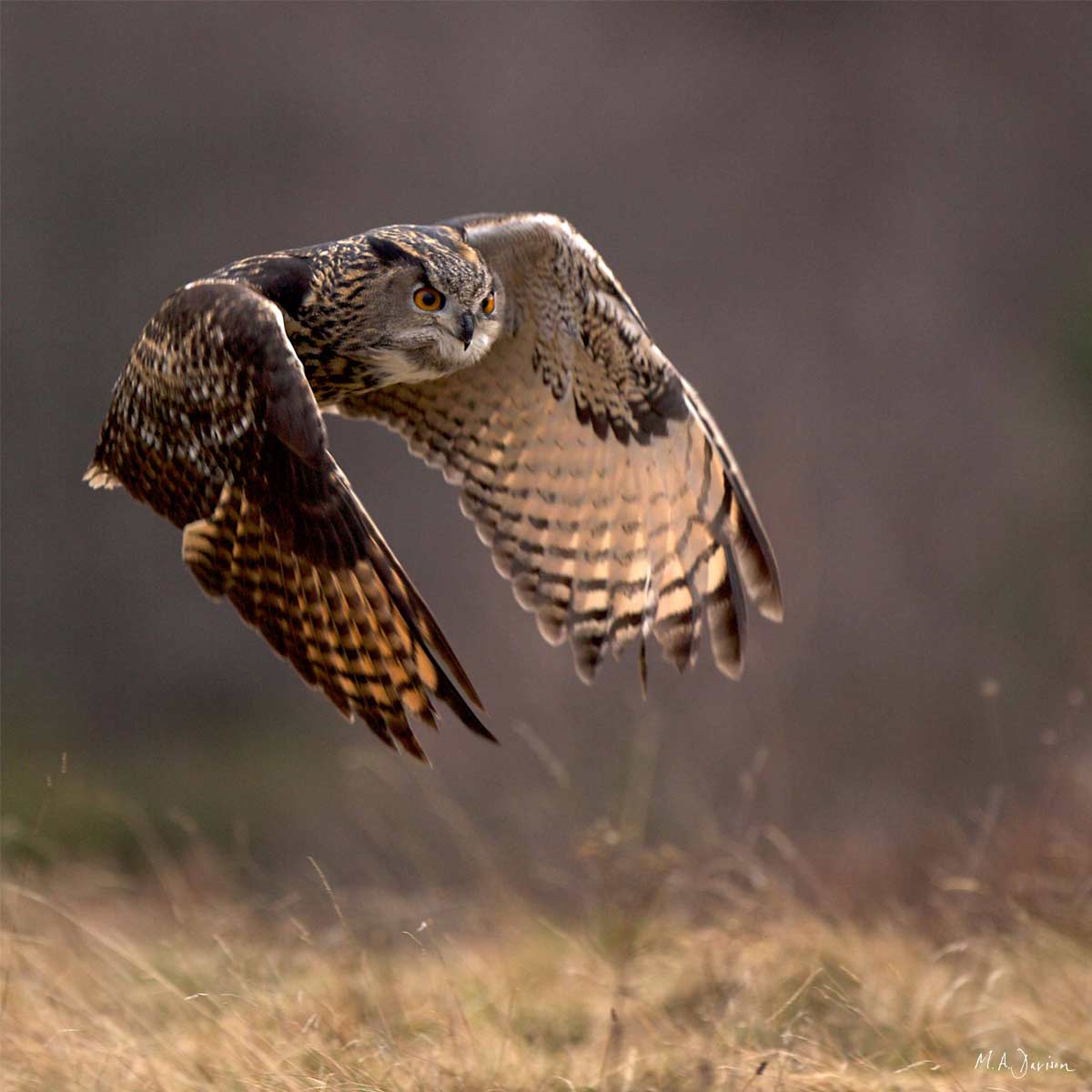 Eagle Owl In Flight Portrait - Colour