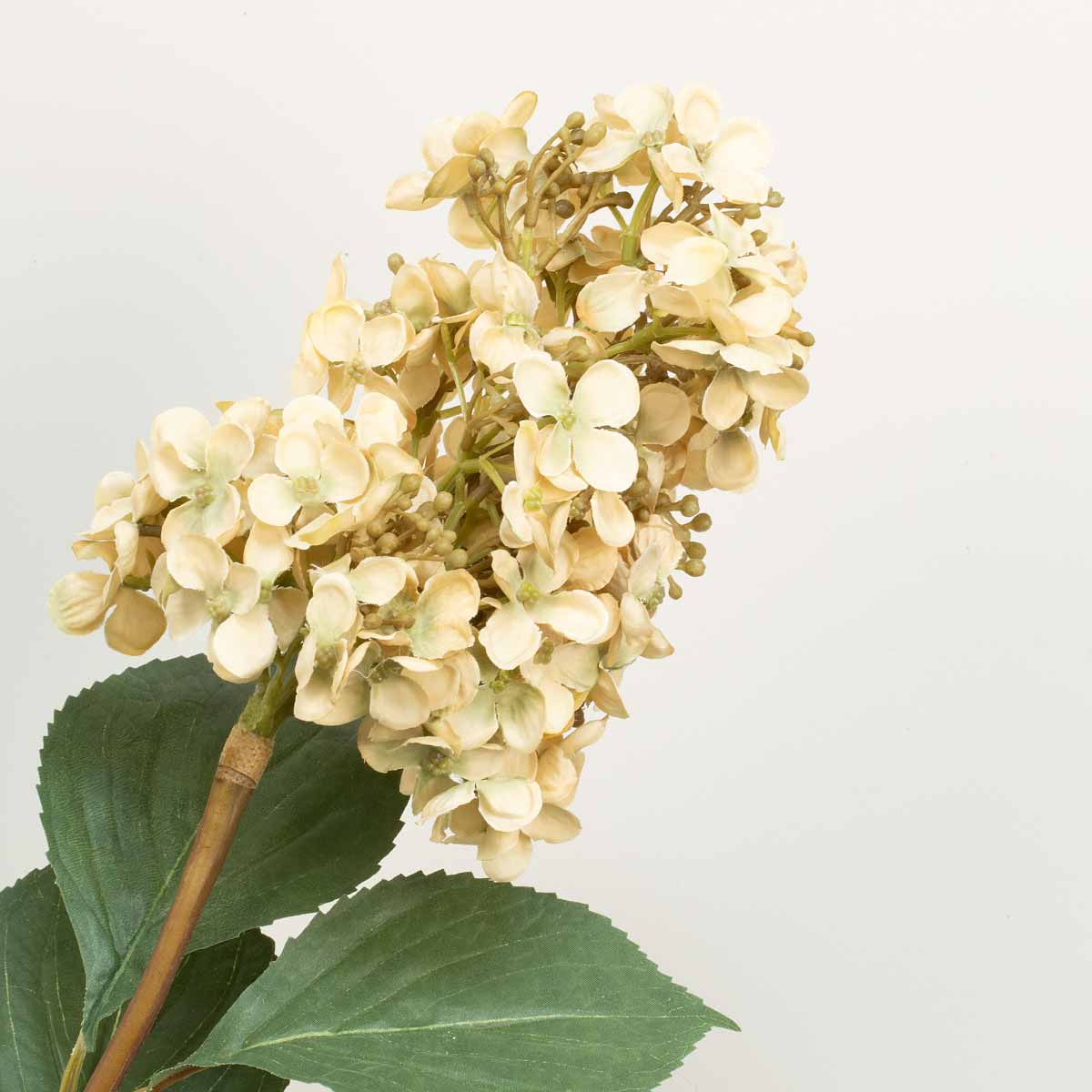 Close up of flower head - dark cream cone hydrangea flower with green leaves on a white background