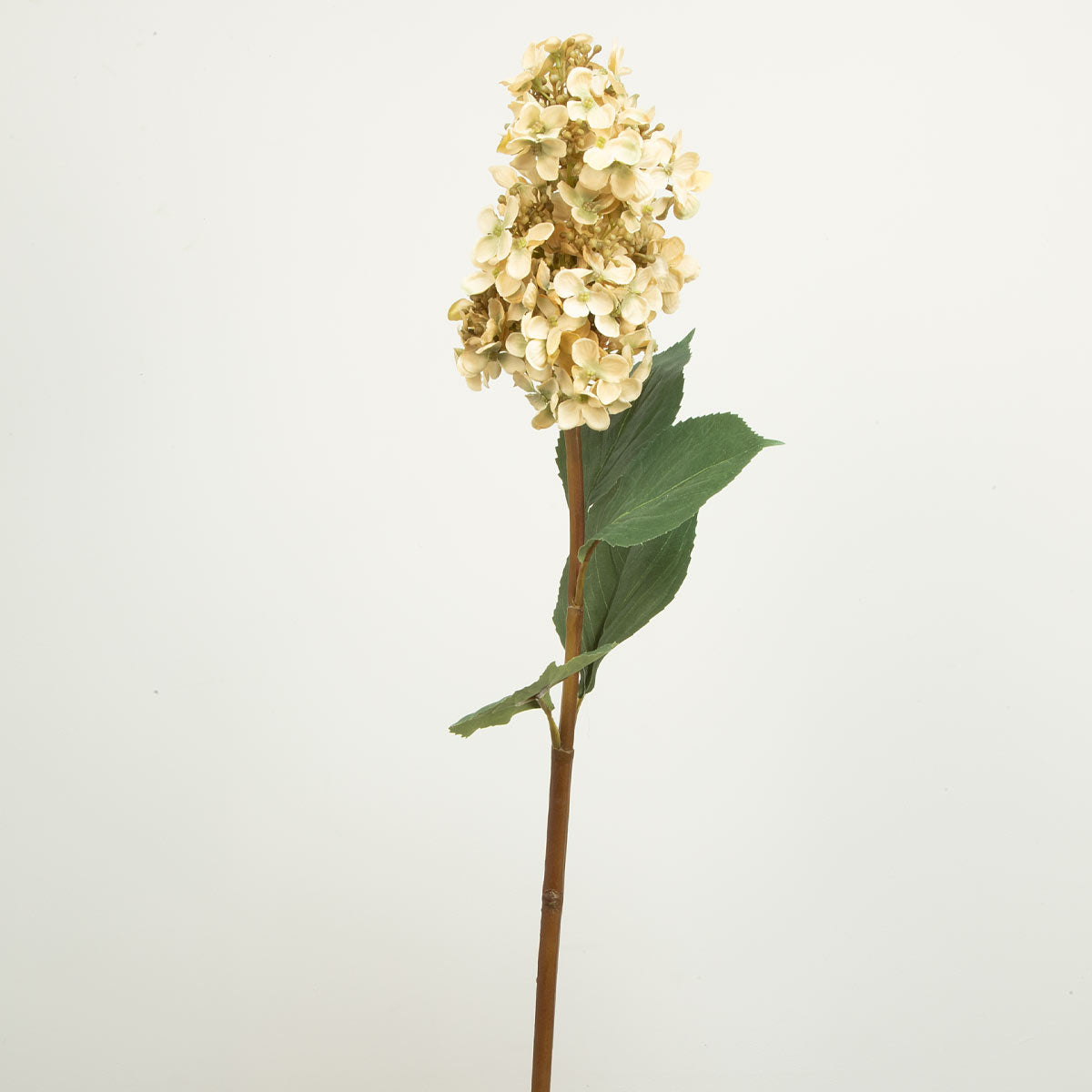 A single stem of a dark cream cone hydrangea flower with green leaves on a white background