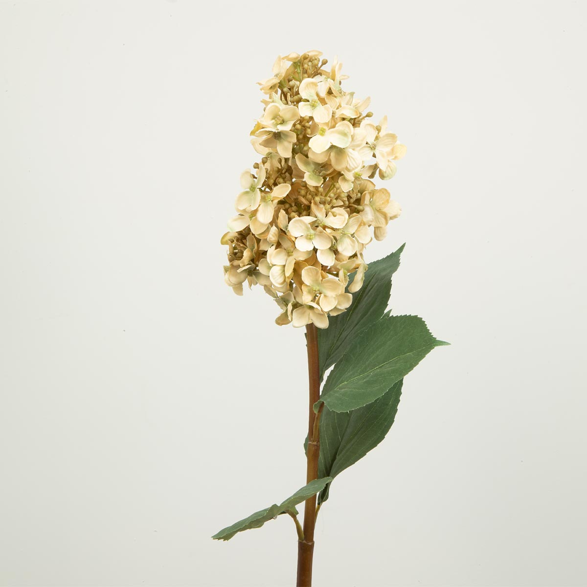 A single stem of a dark cream cone hydrangea flower with green leaves