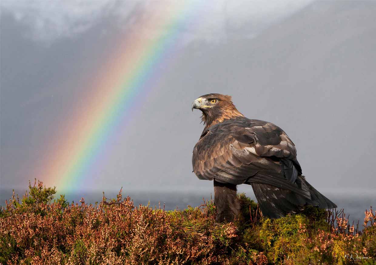 Golden Eagle and Rainbow - Print