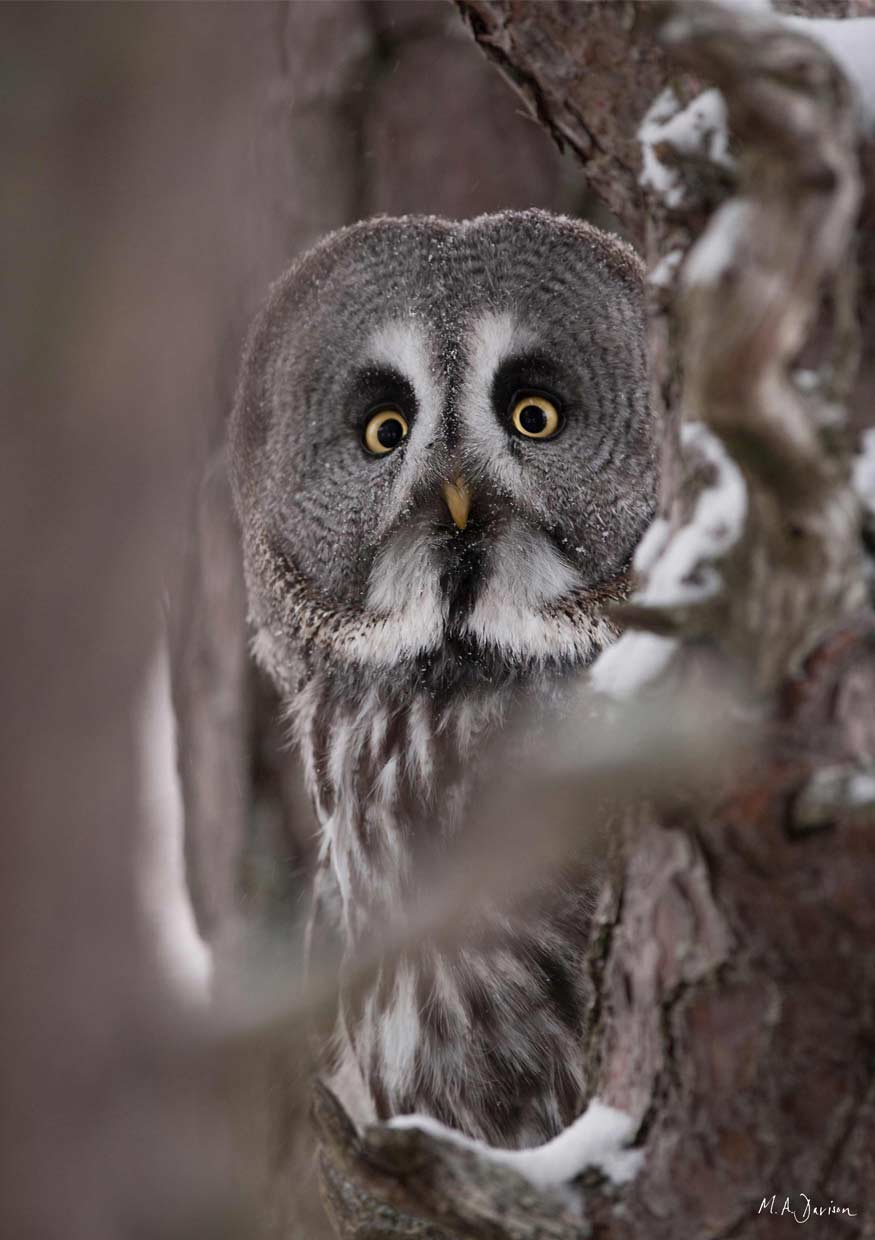 Great Grey Owl Portrait in Colour