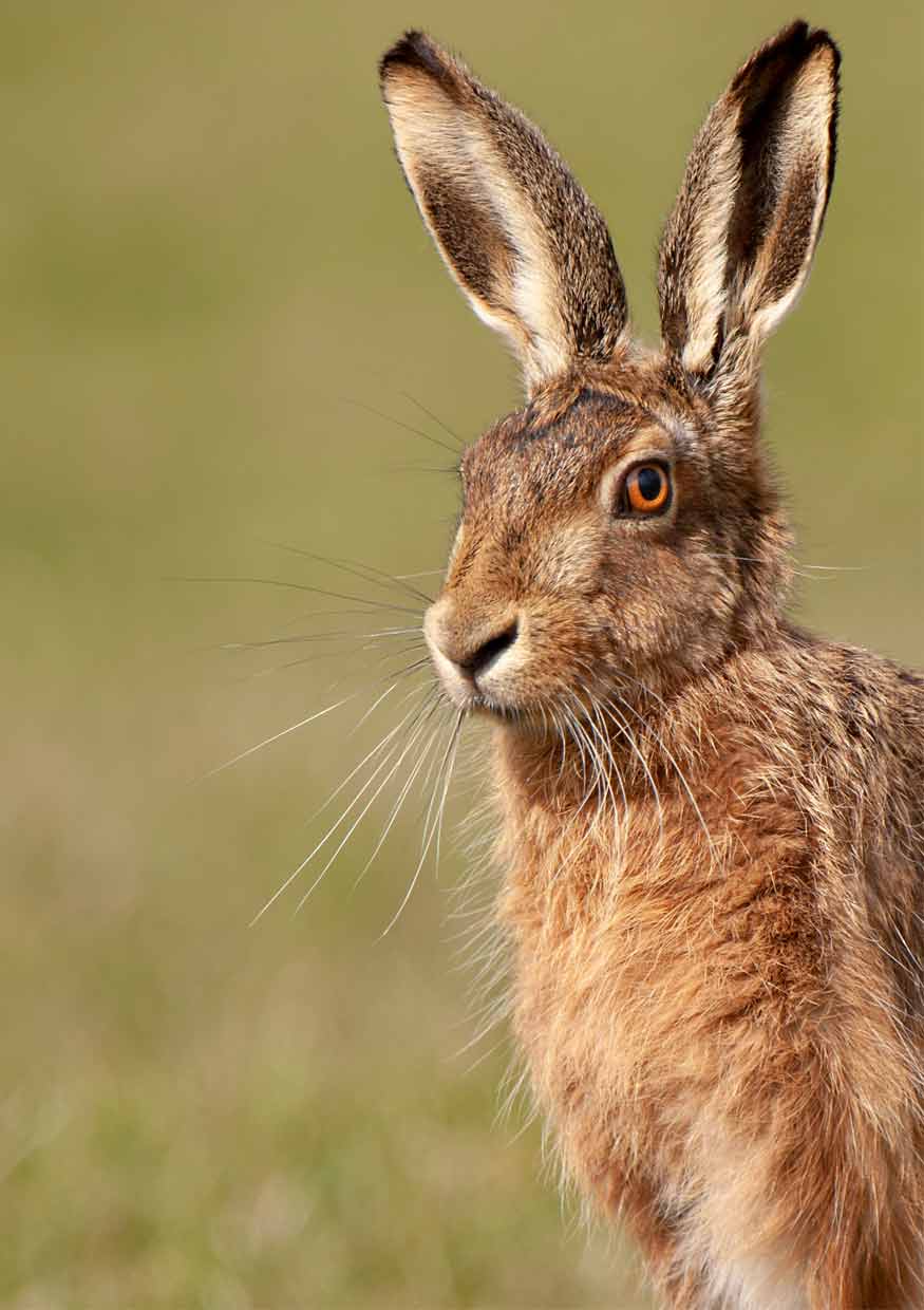 Hare Portrait - Colour
