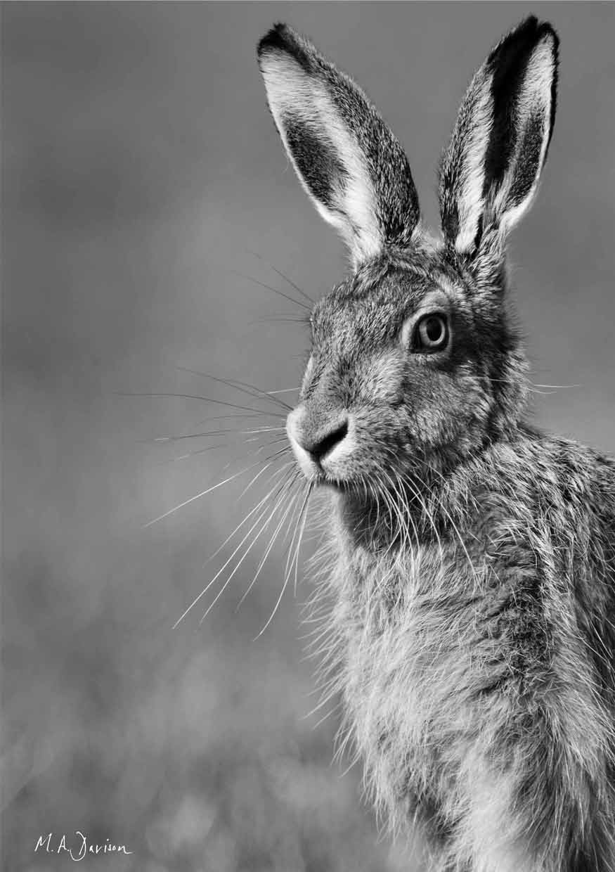 Hare Portrait in Black and White