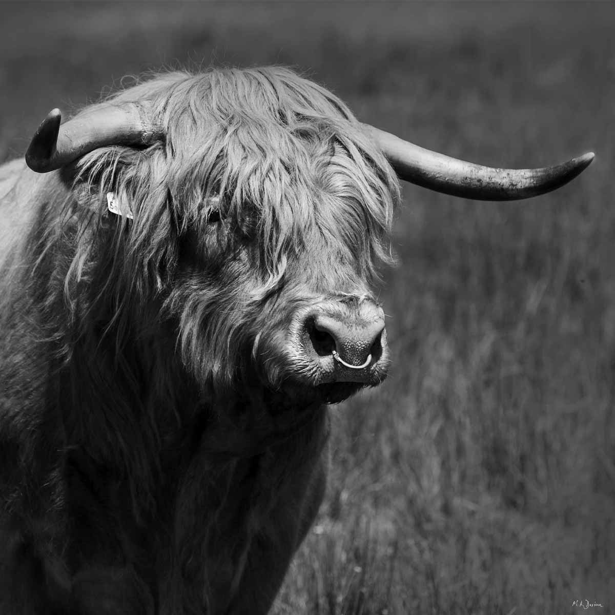 Highland Bull in Black and White