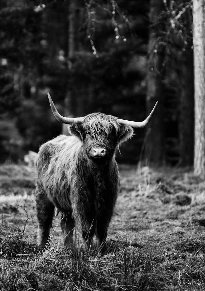 Highland Cow Portrait in Black and White
