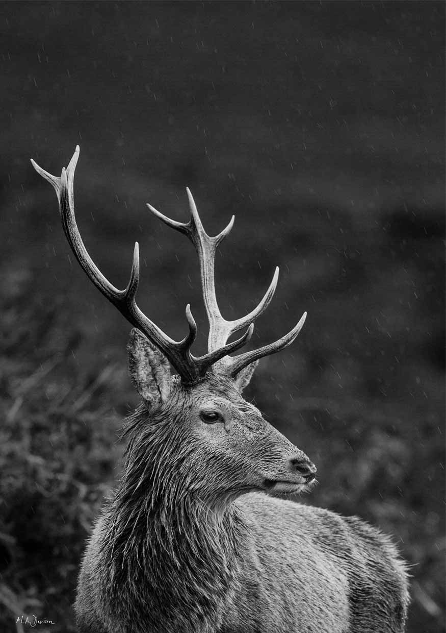 Highland Stag Portrait in Black and White