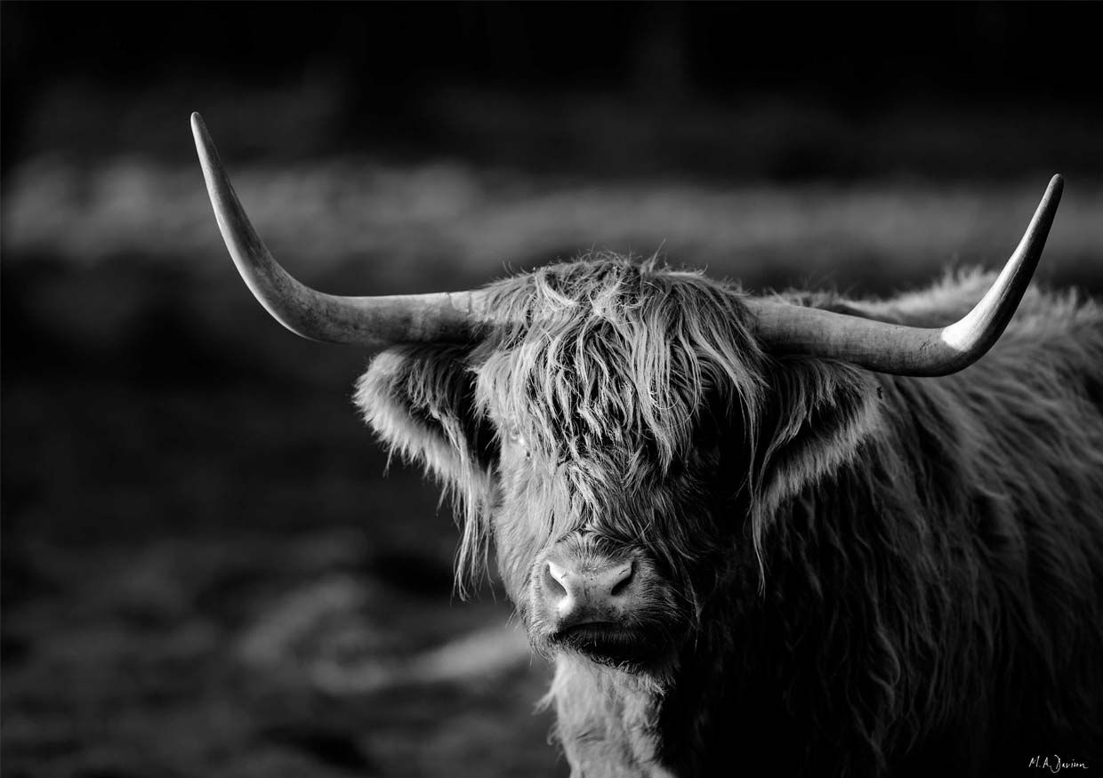 Highland Cow Black and White Landscape Print