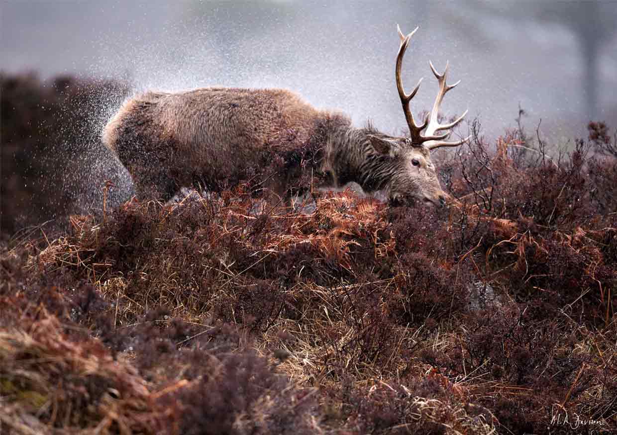 Highland Stag Portrait - Shaking Off the Rain, Scotland