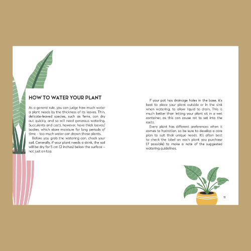 How to Water Your Plant