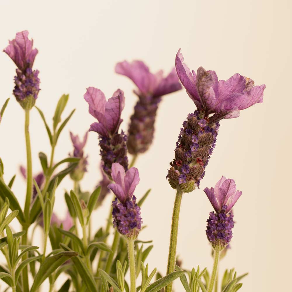 Lavender & Geranium, Reed Diffuser