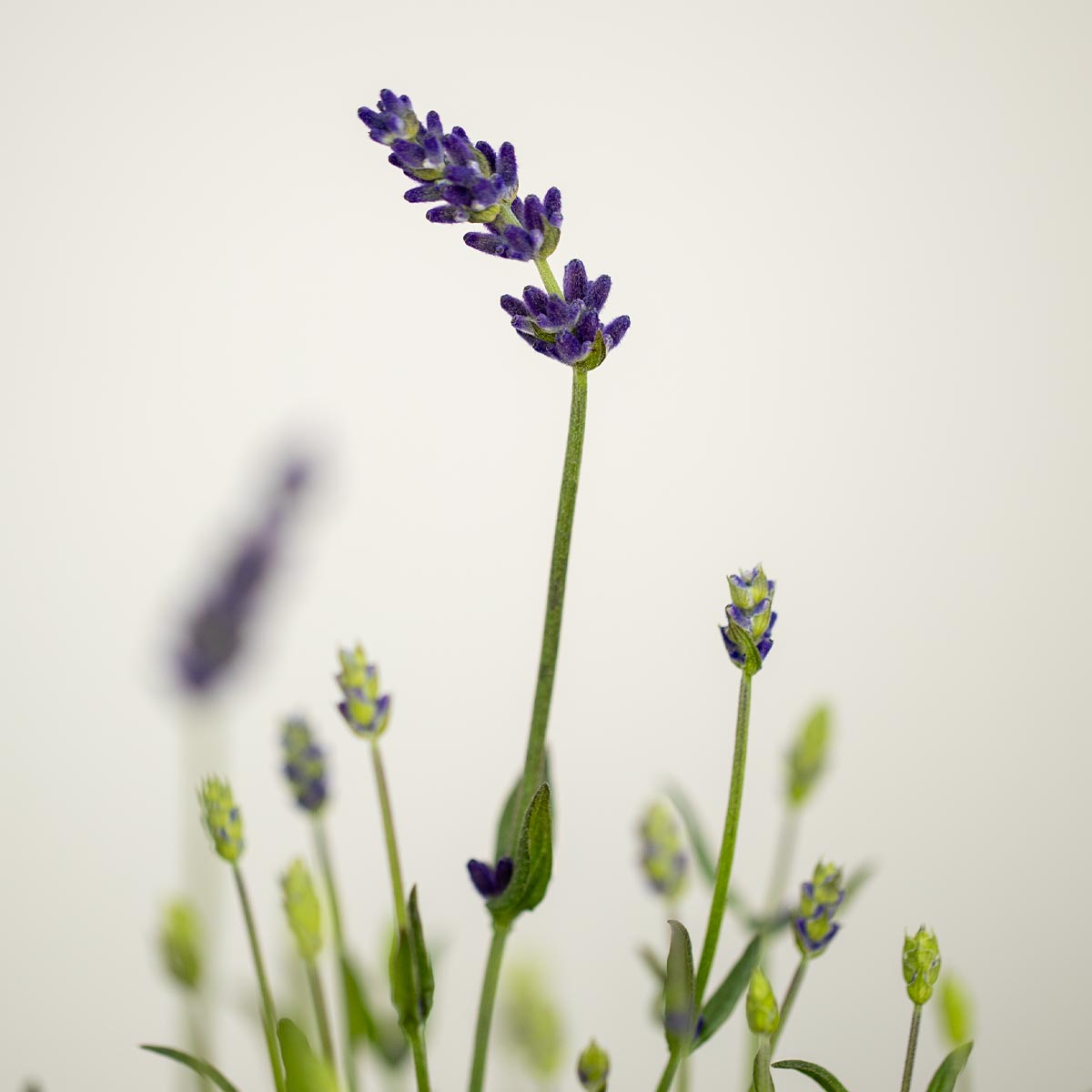 Lavender, Geranium and Ylang Ylang - Reed Diffuser Refill by Seddon and Davison