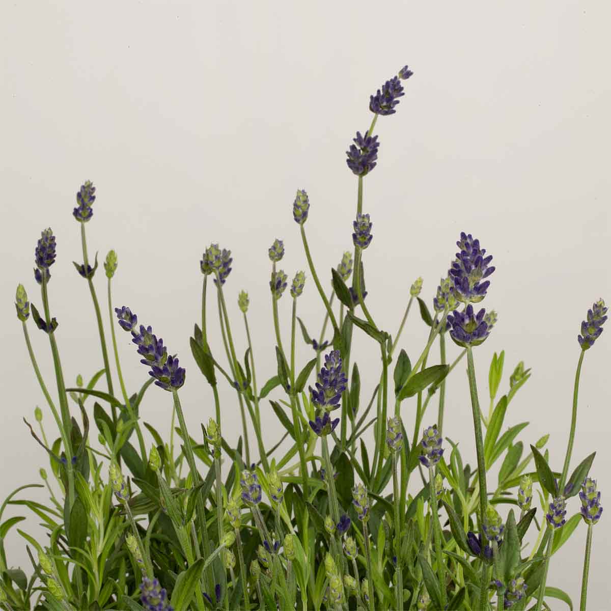 Lavender, Geranium and Ylang Ylang 30cl Scented Candle – Frosted Amber Glass Jar