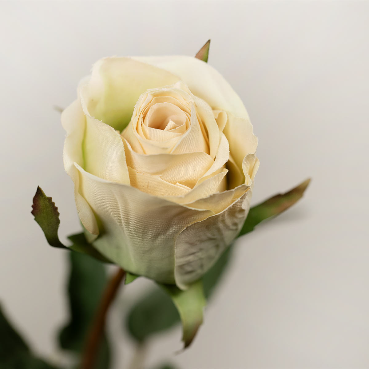Close up of faux light Cream Rose bud petals on a stem with green leaves