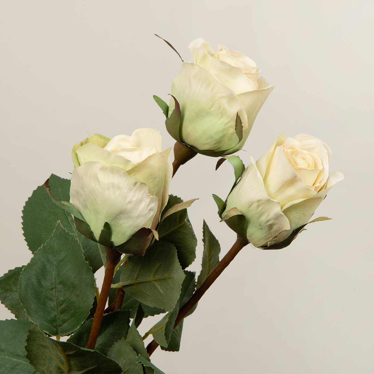 Light Cream Rose Stem