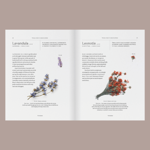 Modern Dried Flowers - Lavandula
