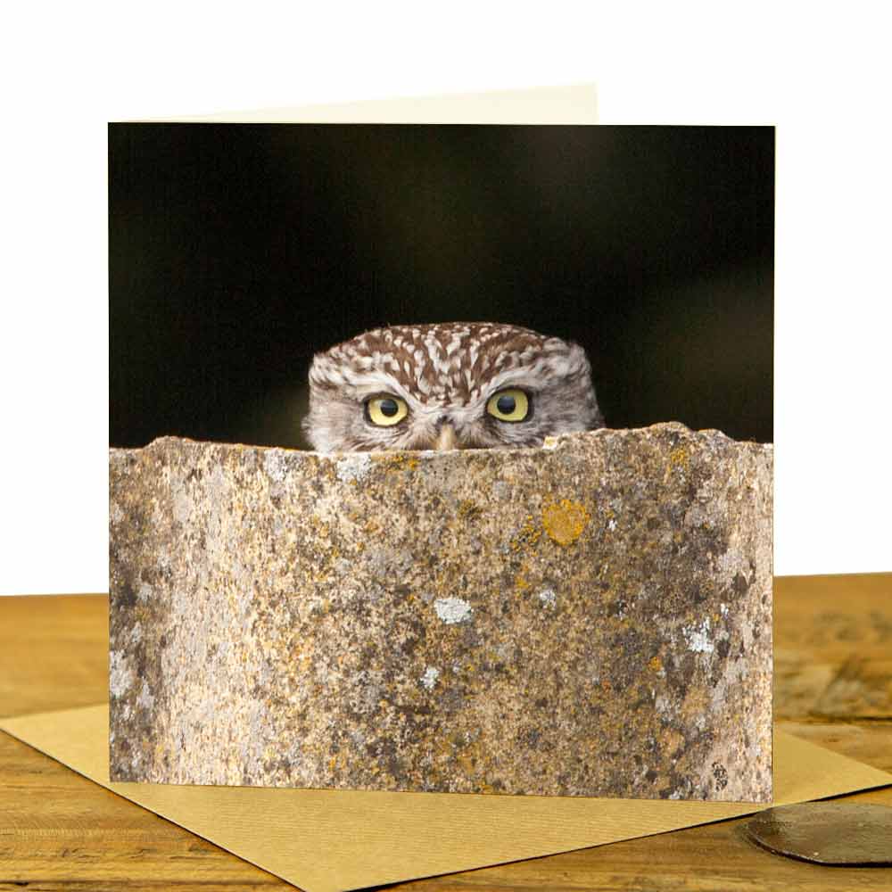 Owl Cards - Little Owl Peeking Card in Colour