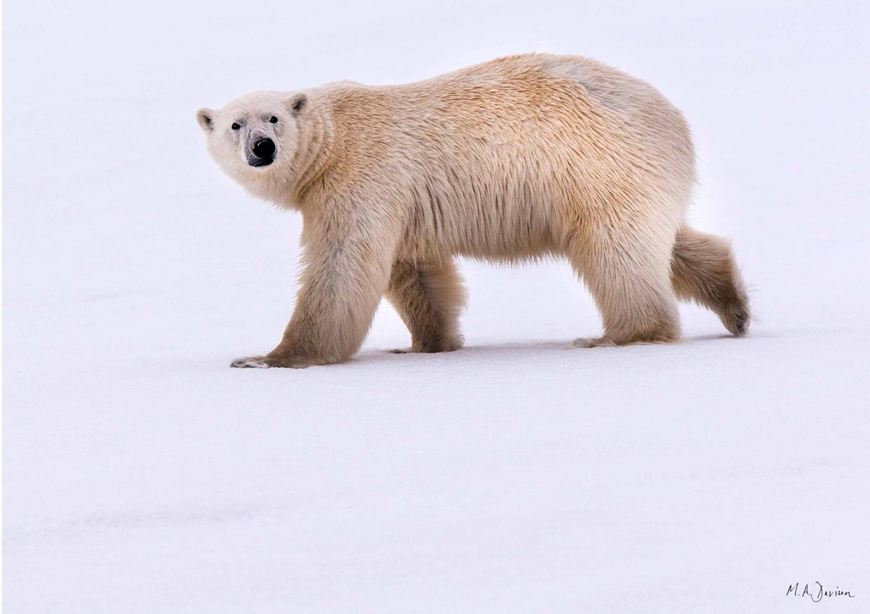Polar Bear Portrait - Svalbard, Norway