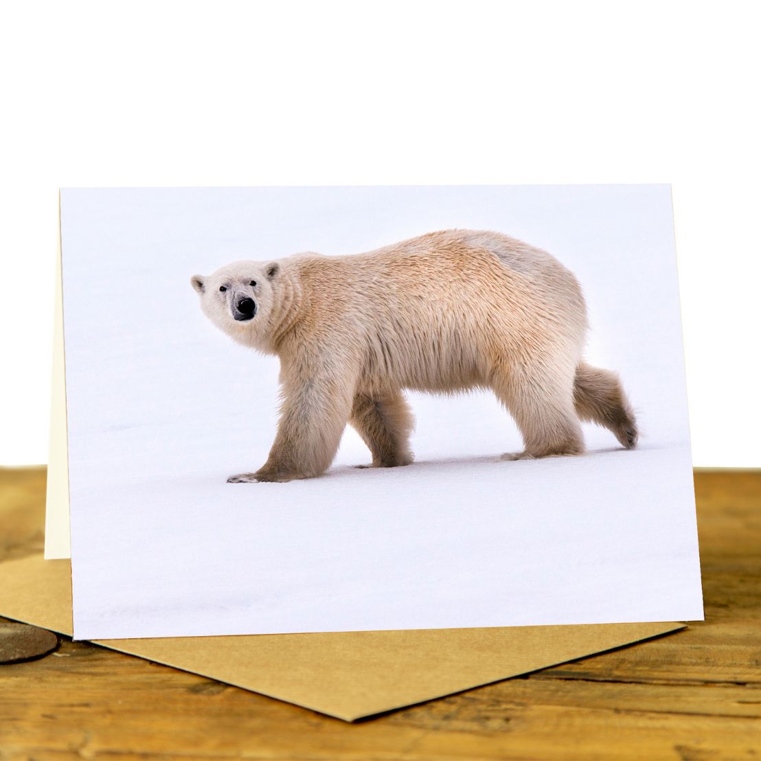 Polar Bear - Greetings Card