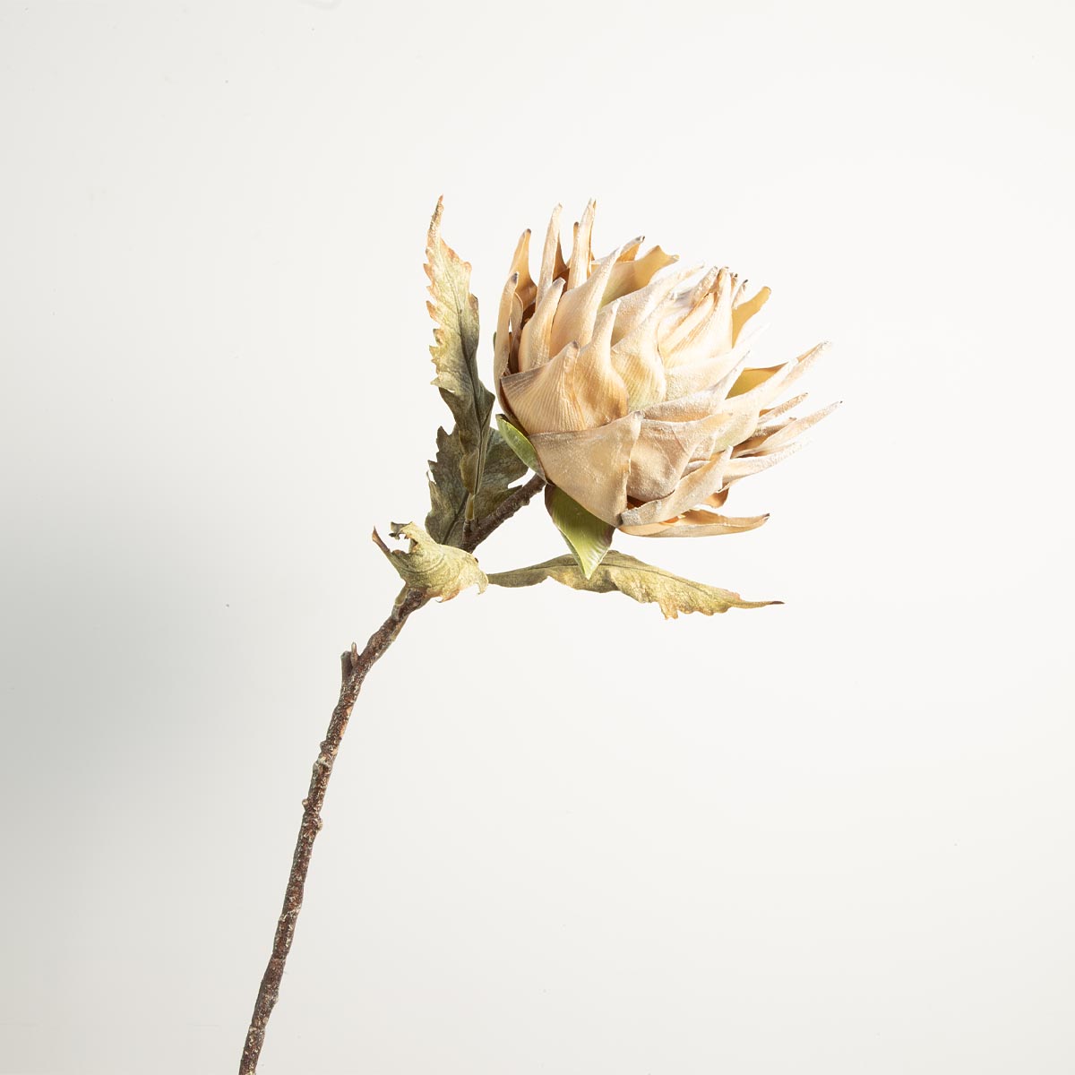 Protea Stem in Cream