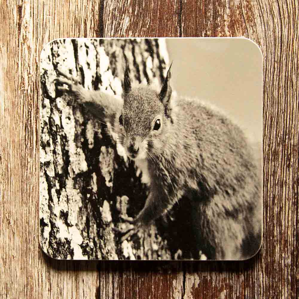 Red Squirrel Coaster on Tree - Black and White