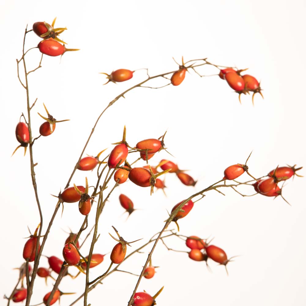 Artificial rosehip branches with bright red-orange berries and sharp thorns, set against a plain white background.