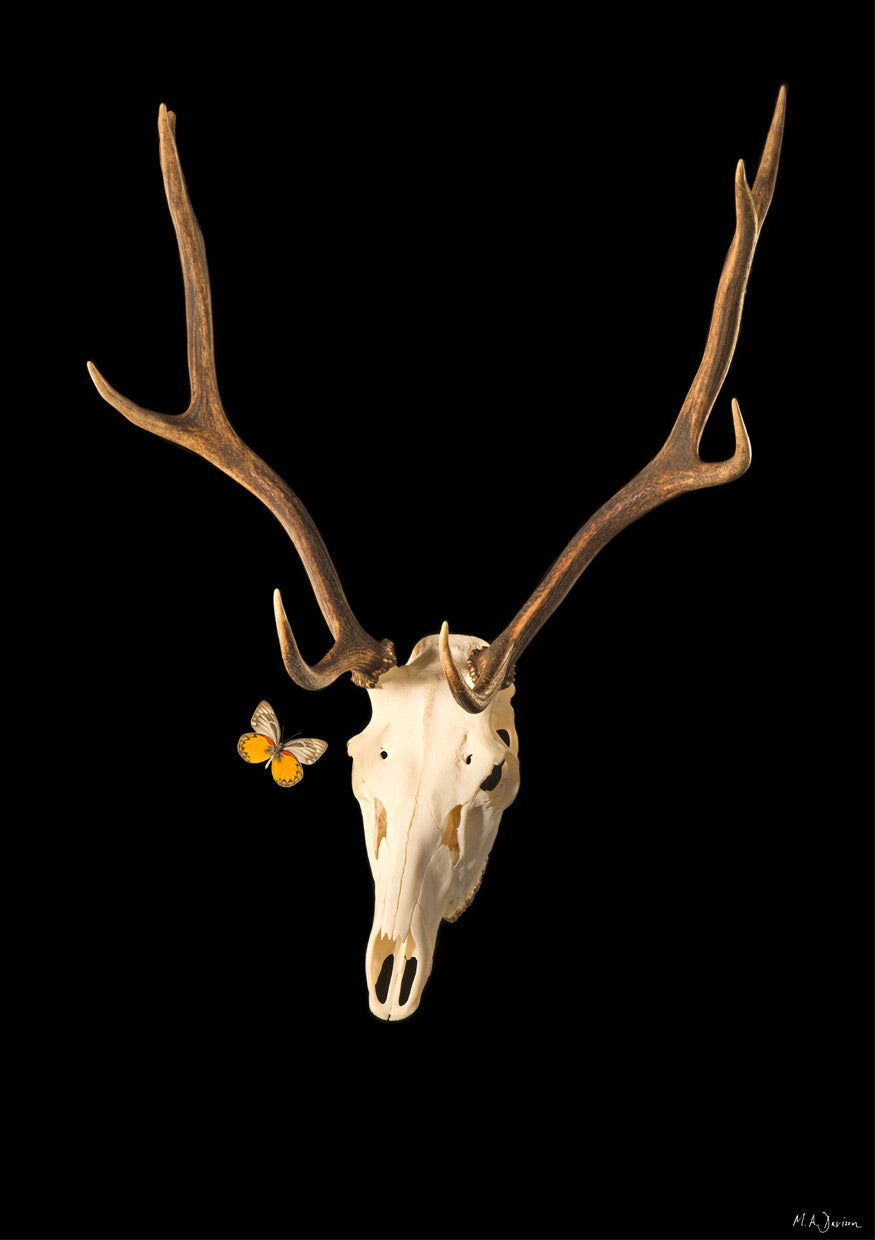 Stag and Butterfly Contemporary Vanitas - Print