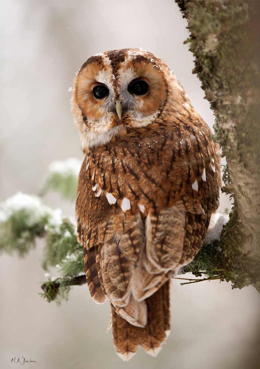 Tawny Owl Portrait - Looking Back