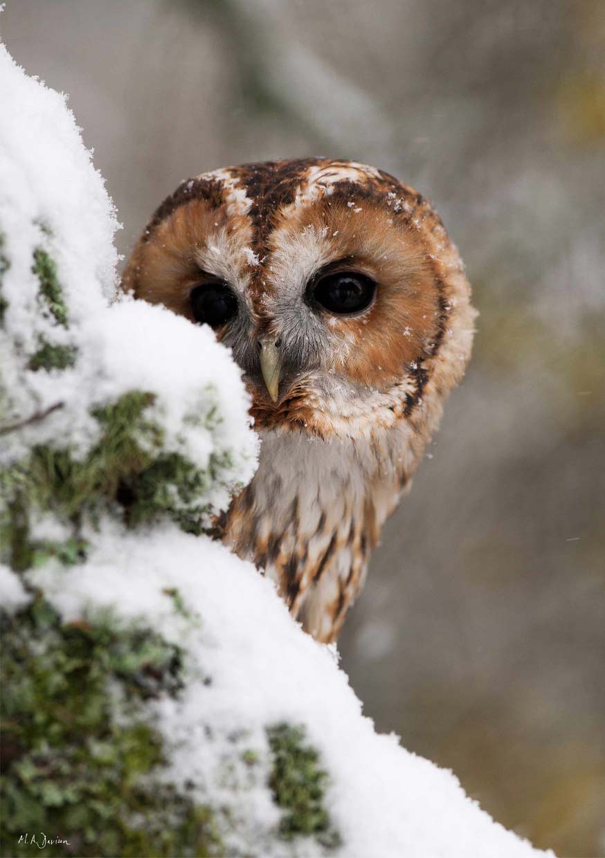 Tawny Owl in the snow Wildlife Print
