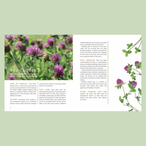 The Garden Apothecary - Red Clover