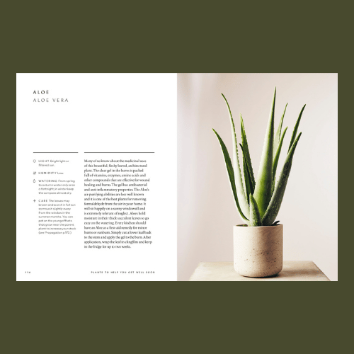 The Healing Power of Plants - Aloe