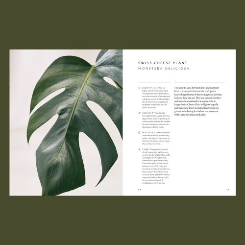 The Healing Power of Plants - Swiss Cheese Plant