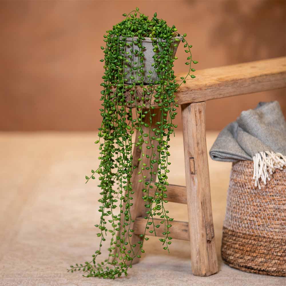 Trailing String of Pearls in Pot