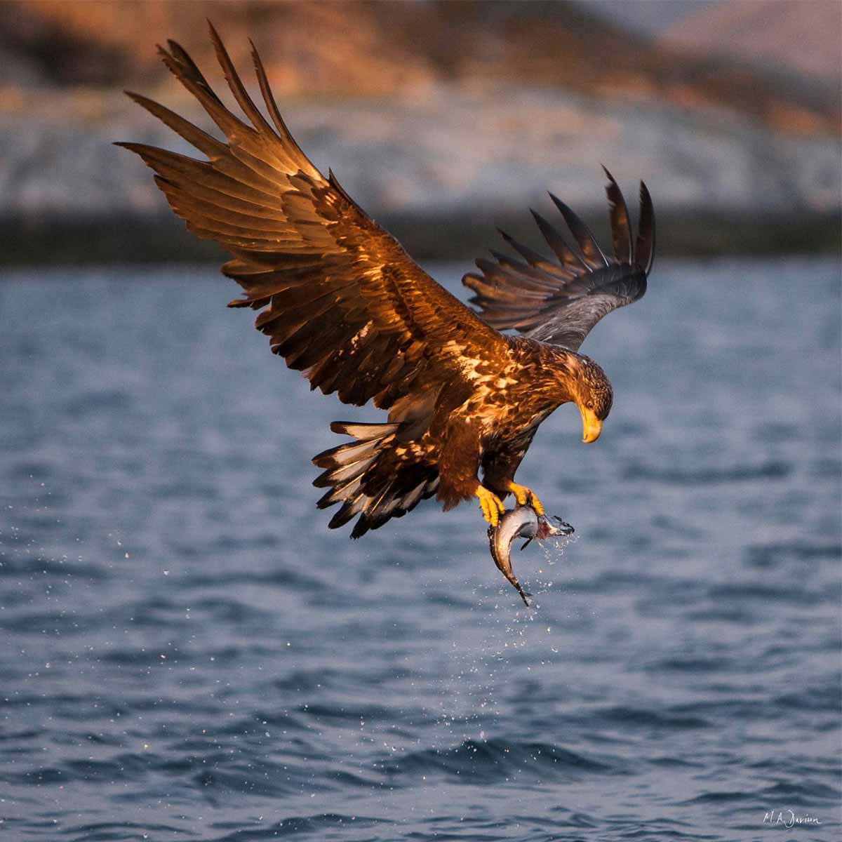White Tailed Sea Eagle Portrait - Sunset