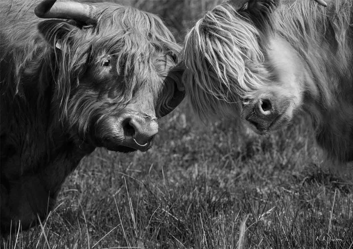 Wild About Each Other - Heads Together Highland Cows Portrait
