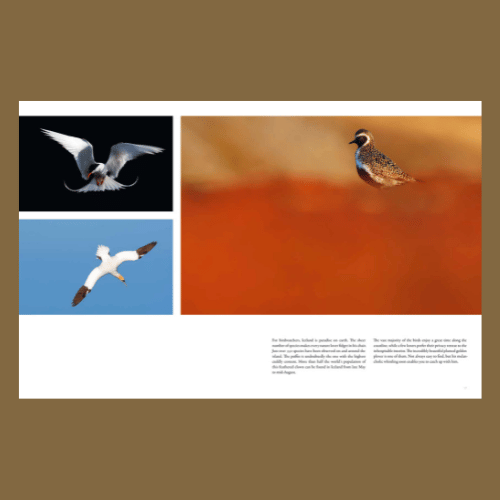 Wild Places of Europe - Iceland - Bird Watching