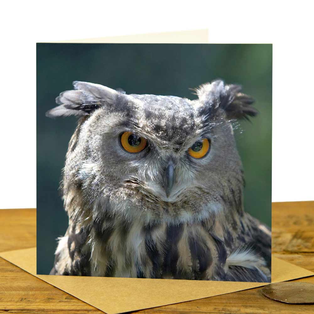 Eagle Owl Greeting Card - Eagle Owl Scowling