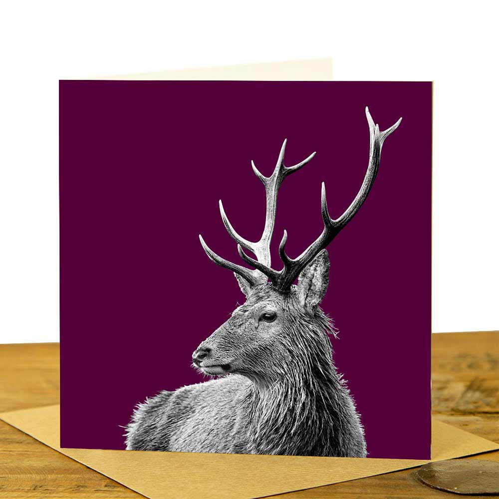 Highland Stag Greeting Card - Claret