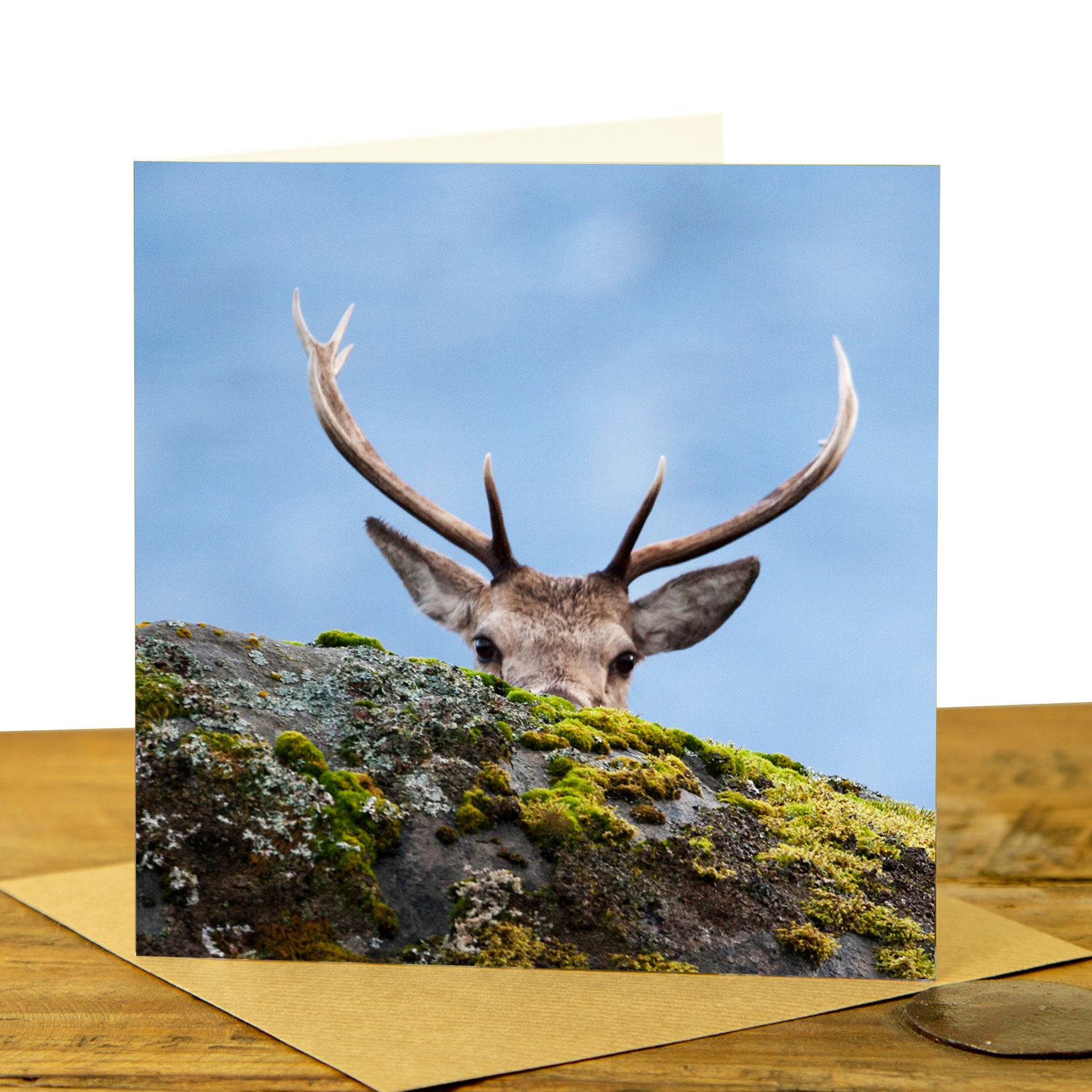 Highland Stag Peekaboo Greetings Card by Mark Davison