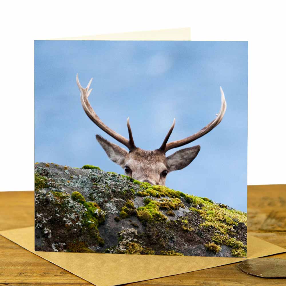 Highland Stag Peekaboo Greetings Card by Mark Davison