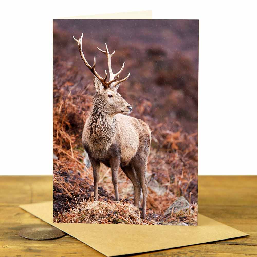 Highland Stag Card - Stag in the Rain