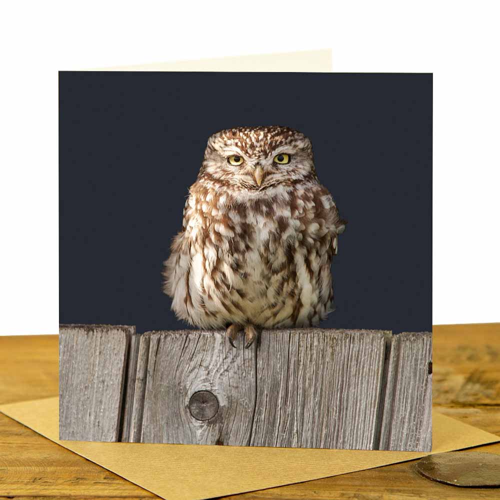 Little_Owl_on_Fence_Greeting_Card_-_charcoal